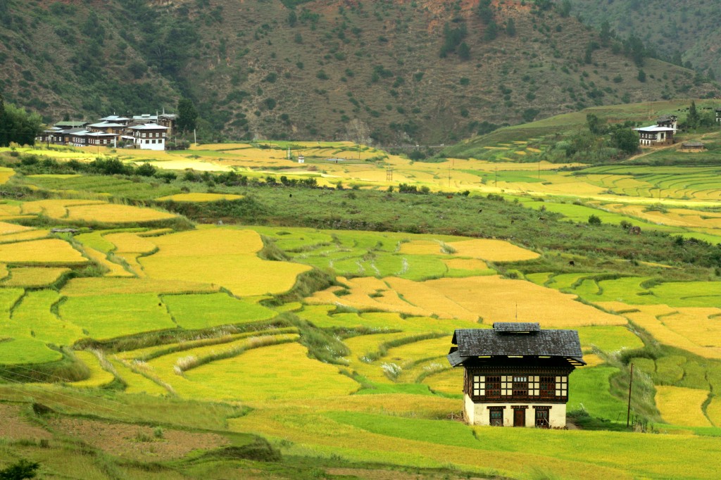 Bhoutan - Rizière - Mekong Evasion - Agence de voyages à Lyon spécialiste de l'Asie